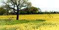 A solitary oak tree stands alone in a Rural Landscape surrounded by a crop of Rapeseed flowers Royalty Free Stock Photo