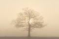 Solitary oak tree in thick fog, with the sun breaking through in the background. UK Royalty Free Stock Photo