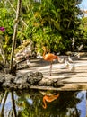 Orange Flamingo among the White