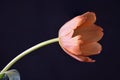 Solitary Orange Tulip Flower on black background