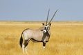 Solitary Oryx