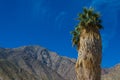 Solitary palm tree in desert