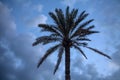 Solitary Palm Tree with Dry Leaves Standing Tall under Cloudy Blue Sky. Big Scaly Textured Trunk of Coconut Plant. The Royalty Free Stock Photo