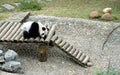 Giant Panda at Seven Star Park, Guilin in Guangxi Province, China