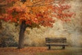 Secluded Park Bench Under Autumn Maple Royalty Free Stock Photo