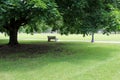 Solitary park bench under shade tree Royalty Free Stock Photo