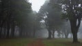 Solitary path through a foggy, ghostly forest, with creepy, dark trees Royalty Free Stock Photo