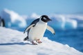 Solitary Penguin's March on a Crisp Antarctic Day - Embracing the Chill of the Wild. Generative AI