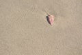 Pink broken shell on wet beach sand
