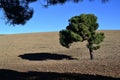 Solitary pine and its shadow in the middle of a field without vegetation of brown soil in Lopera meadows Royalty Free Stock Photo