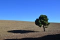 Solitary pine and its shadow in the middle of a field without vegetation of brown soil in Lopera meadows Royalty Free Stock Photo