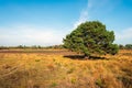 Solitary pine tree in a Dutch nature reserve in the beginning of Royalty Free Stock Photo