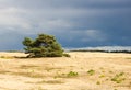 Solitary pine tree on a high sand dune in a natural reserve.