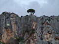 Solitary Pine Tree Perched Atop Jagged Rocks At Twilight Creating Dramatic And Inspiring Visual Narrative Royalty Free Stock Photo