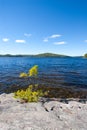 Solitary Pine Tree Sapling Growing out of Granite Royalty Free Stock Photo