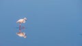 A solitary pink flamingo wades through shallow blue water.