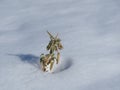 Solitary plant surviving in the mountain snow