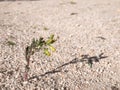 Solitary plant with three buds of yellow flowers without opening, growing on a ground of small stones and totally desert sand Royalty Free Stock Photo