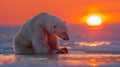 A sunset silhouette of a lonely polar bear on pack ice in Kaktovik, Alaska, turning its head towards the camera Royalty Free Stock Photo