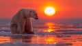 A lone polar bear sits on melting pack ice, its head turned toward the setting sun, a poignant symbol of the effects of climate Royalty Free Stock Photo