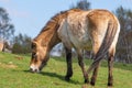 A solitary Przewalski's horse grazes on a gentle slope under blu