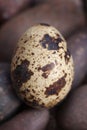 A solitary quail egg photographed against a pebble background