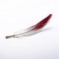 Solitary Quill: Delicate Work of Art