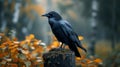 Solitary Raven Perched