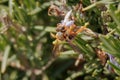 Solitary red bee, Rhodanthidium sticticum, collecting nectar on rosemary flower Royalty Free Stock Photo