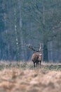 Solitary red deer stag in forest meadow. Royalty Free Stock Photo