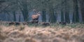 Solitary red deer stag and group of wild boars in field. Royalty Free Stock Photo