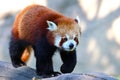 Solitary Red Panda perched atop a rocky outcrop, set against a wooded backdrop