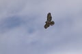 Red Tailed Hawk soaring through cloudy skies Royalty Free Stock Photo