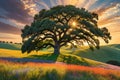 Solitary Reverie: Majestic Oak Tree Standing Alone on a Gently Rolling Hill, Summer Sunset Casting Elongated Shadows Royalty Free Stock Photo