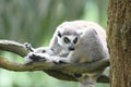 A solitary Ringed-tail Lemur perched on top of a tree branches