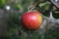 Solitary ripe red eating apple on tree Royalty Free Stock Photo