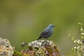 E solitary rockbird on the mountain in spring Royalty Free Stock Photo