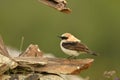 E solitary rockbird on the mountain in spring Royalty Free Stock Photo