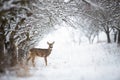 Solitary roe deer doe standing on snow in forest with copy space