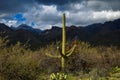 Solitary Saguaro Amid Wild Desert Brush on a Cold Cloudy Day