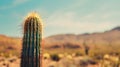 Solitary Saguaro Cactus Standing Tall in the Desert Oasis during Magical Sunset Royalty Free Stock Photo