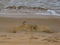 Sandpiper on a Coquina Rock on the Seashore