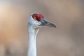 a solitary Sandhill Crane with striking yellow eyes that stares out to the right of the image Royalty Free Stock Photo