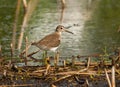 Solitary Sandpiper Royalty Free Stock Photo