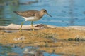 Solitary Sandpiper - Tringa solitaria Royalty Free Stock Photo