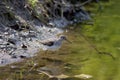 Solitary Sandpiper   801670 Royalty Free Stock Photo