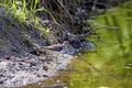 Solitary Sandpiper   801667 Royalty Free Stock Photo