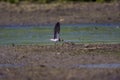 Solitary Sandpiper  828323 Royalty Free Stock Photo