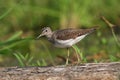 Solitary Sandpiper (Tringa solitaria) Royalty Free Stock Photo