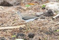 Solitary Sandpiper Royalty Free Stock Photo